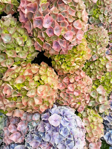 Background of a variety of hydrangeas in different colors. Blooming colorful hydrangea, beautiful flower. Natural hydrangeas. Gardening, landscaping, and floral art.