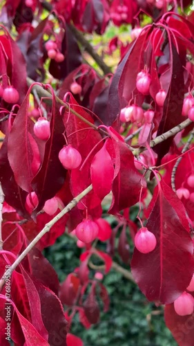 Euonymus grandiflorus Red Wine plant with deep red leaves and fruits in autumn season, closeup. Autumn vivid colour vertical video 