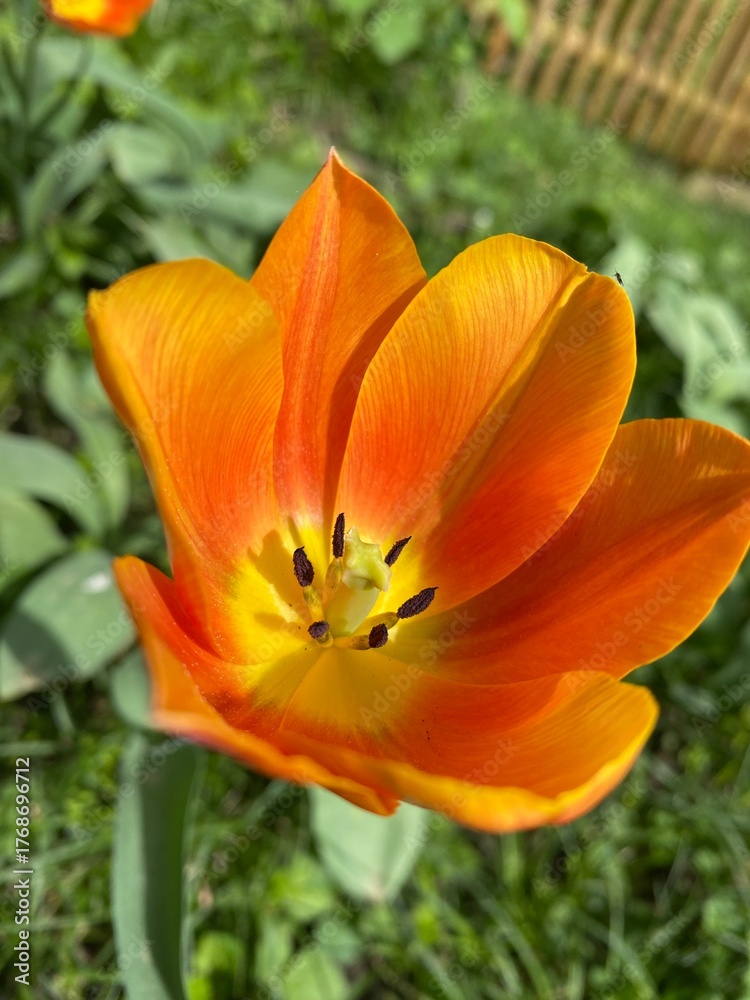 Obraz premium Schöne Blume