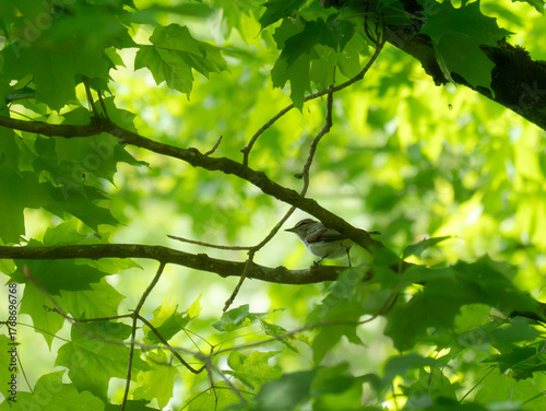 Fotografie A red eyed vireo on a branch