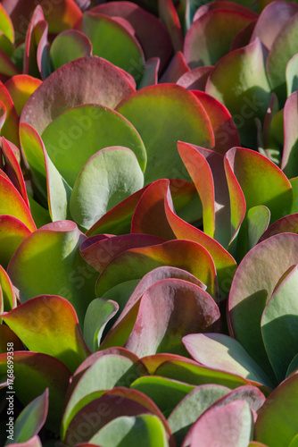 Kalanchoe thyrsiflora  primo piano verticale