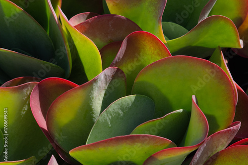 insieme di kalanchoe thyrsiflora 