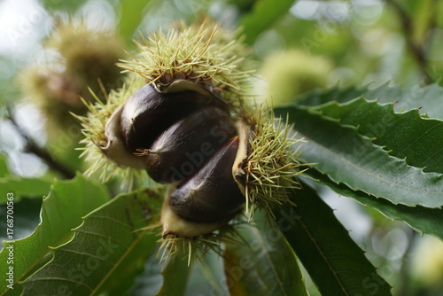 Esskastanien, Maronen am Baum 