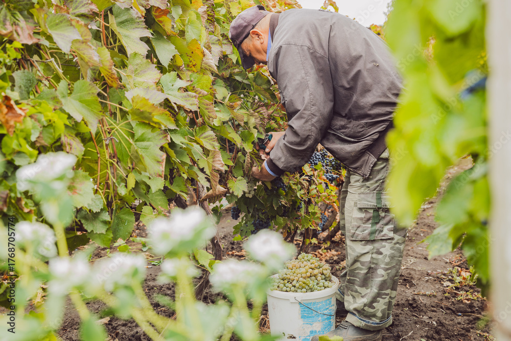 Naklejka premium Portrait of an elderly man during the grape harvest.