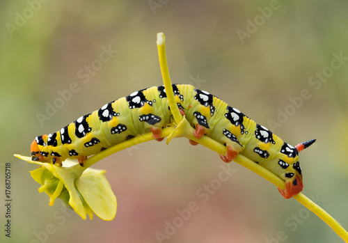 Larva of Hyles euphorbiae, spurge hawk-moth species (Lepidoptera: Sphingidae) photographed in Tragacete, Cuenca province, Iberian System, Spain, showing characteristic coloration of the larval stage.