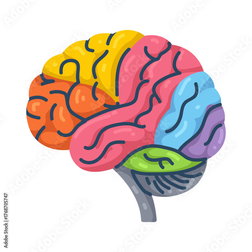 Illustration of Human Brain Anatomy with Lobes