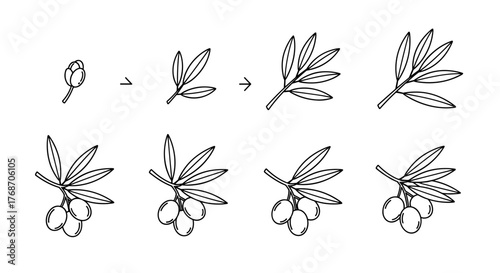 A delicate line art illustration showcasing the growth stages of an olive branch, from a single bud to a mature branch with olives, presented in a sequence of eight distinct frames against a stark