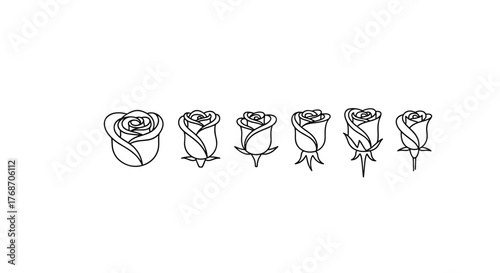 A sequence of six line art illustrations depicting the progressive blooming stages of a rose, from a tightly closed bud to a fully opened flower, presented on a stark black background for a