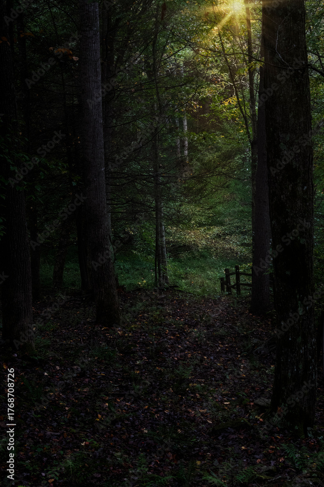 Fototapeta premium Sunlight at the End of the Forest