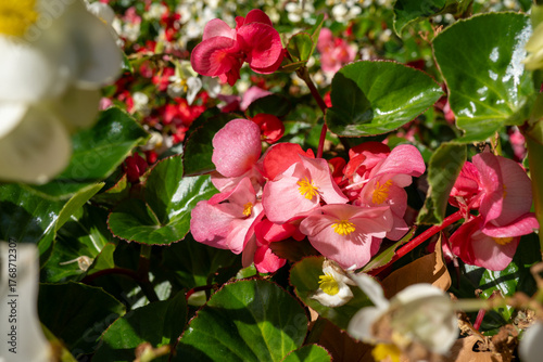 Pink begonia flowers surrounded by green leaves and sunlight.