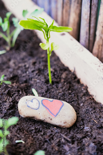 Heart-Painted Stone Beside Seedling in Garden Bed