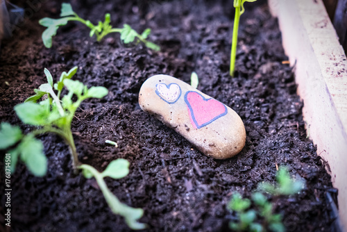 Heart-Painted Stone Beside Seedling in Garden Bed