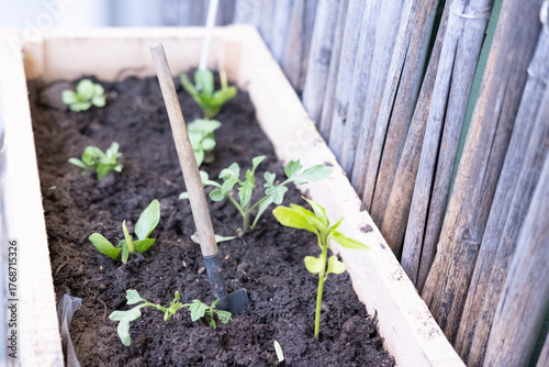 Small Gardening Tool in Raised Bed with Seedlings