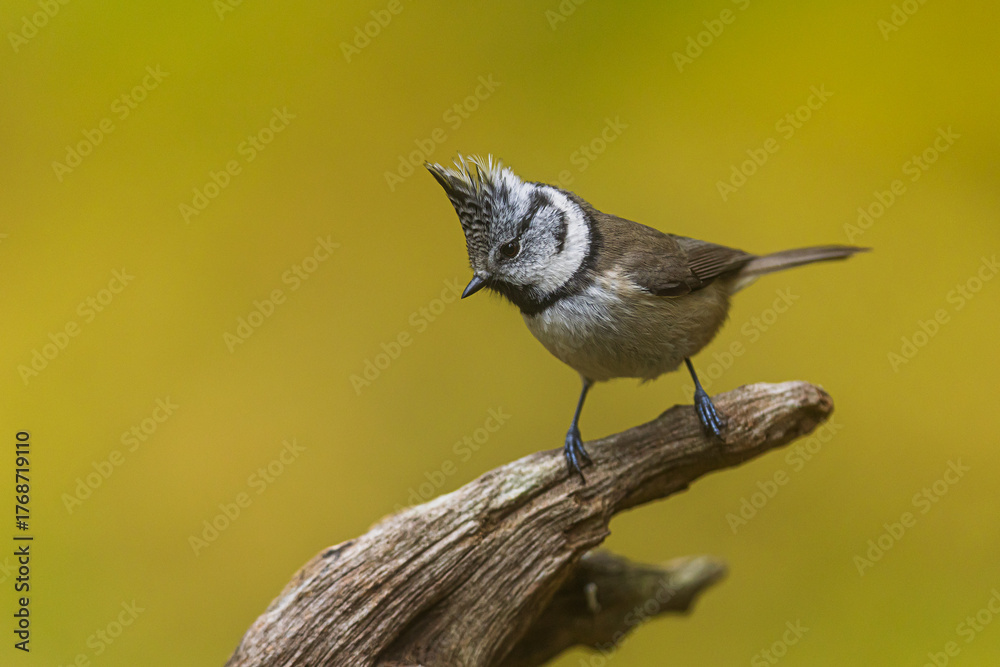 Obraz premium Crested Tit Lophophanes cristatus perched on dry branch with yellow forest background