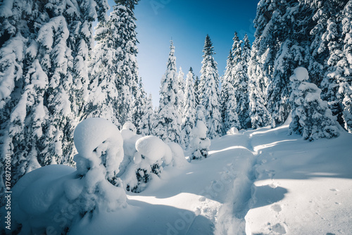 Fantastic snow-covered fir trees after a heavy snowfall with sunlight filtering through. Wild nordic scene.