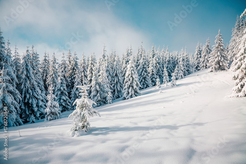 Utterly spectacular snow-covered pine trees blanketed in thick white snow under a clear blue sky. Wild nordic scene. Photo wallpaper.