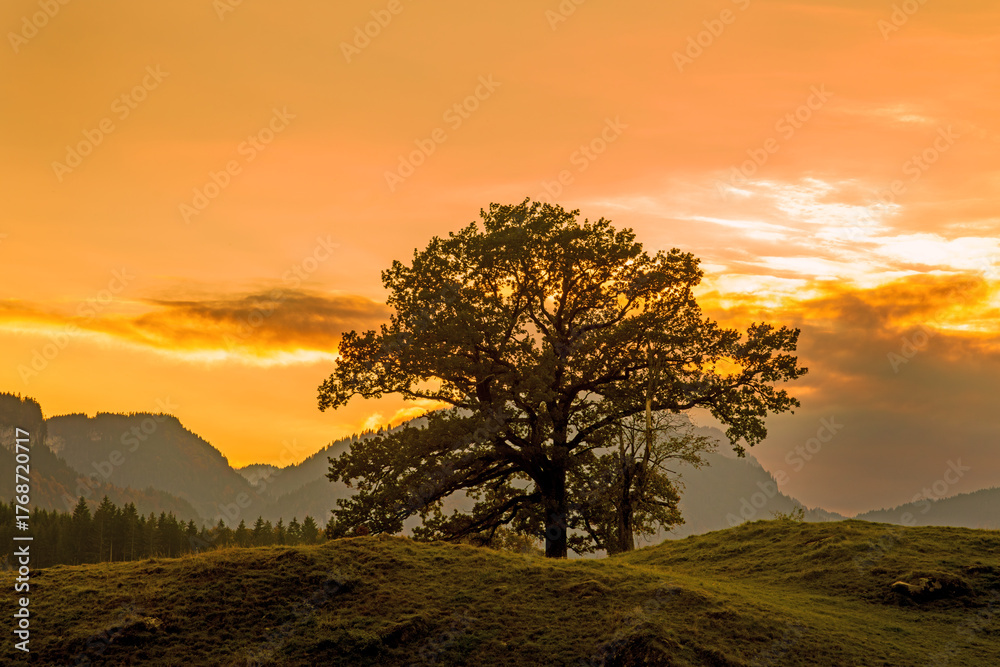 Obraz premium Allgäu - Baum - Sonnenuntergang - Baum - Oberstdorf 