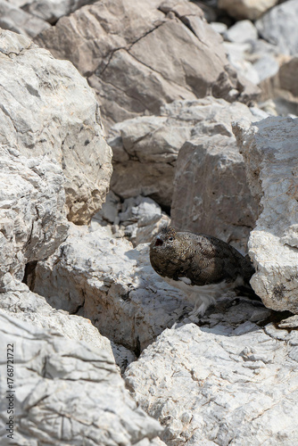 Rock ptarmigan with open beak blending in with rocky terrain of the German Alps
