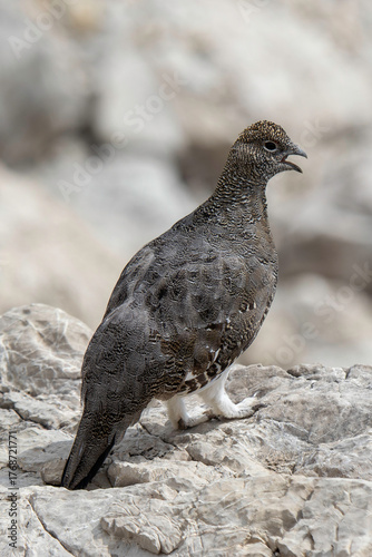 Rock ptarmigan perched on rocky terrain during daylight hours with open beak