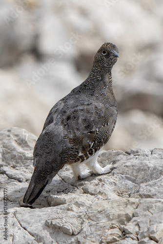 Mountain bird spotted on rocky terrain near Nebelhorn in the German Alps during the summer season