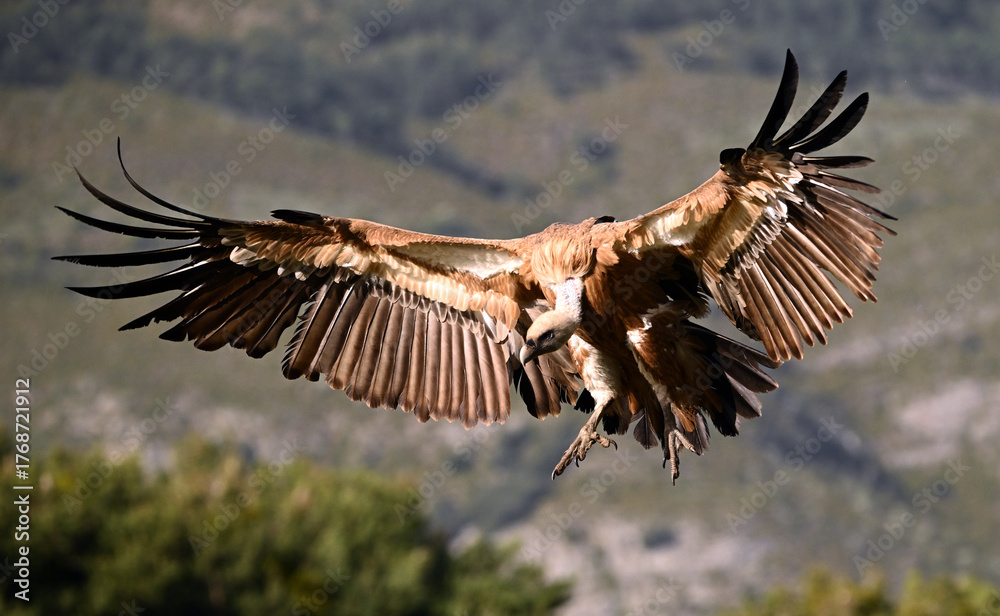 Obraz premium a huge griffon vulture in flight in spain
