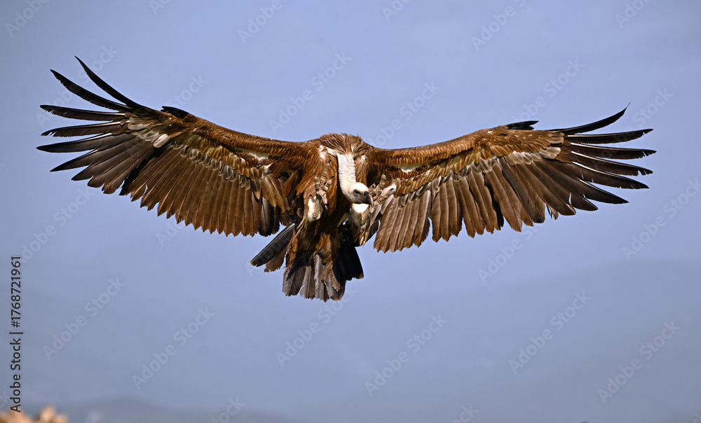 Obraz premium a huge griffon vulture in flight in spain