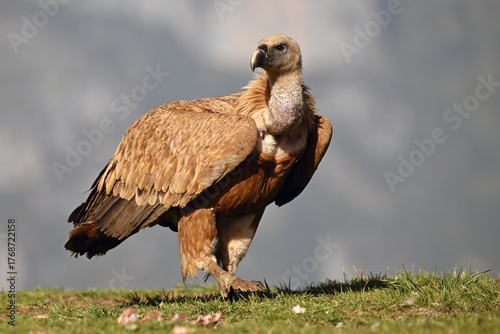 A powerful griffon vulture in the mountain