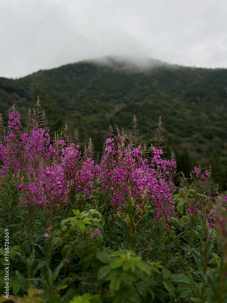 Obraz premium flowers in the mountains