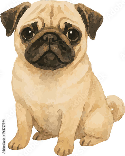 Vector watercolor painted illustration of a pug dog