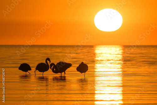 Colorido atardecer con flamencos - parinas