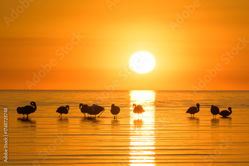 Colorido atardecer con flamencos - parinas