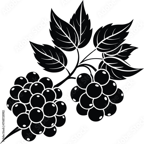 Ripe blackberry branch vector illustration, detailed fruit cluster and leaves graphic, nature produce art