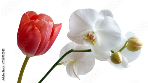 PNG of A vibrant red tulip and delicate white orchid in harmonious bloom, showcasing nature's beauty and elegance.