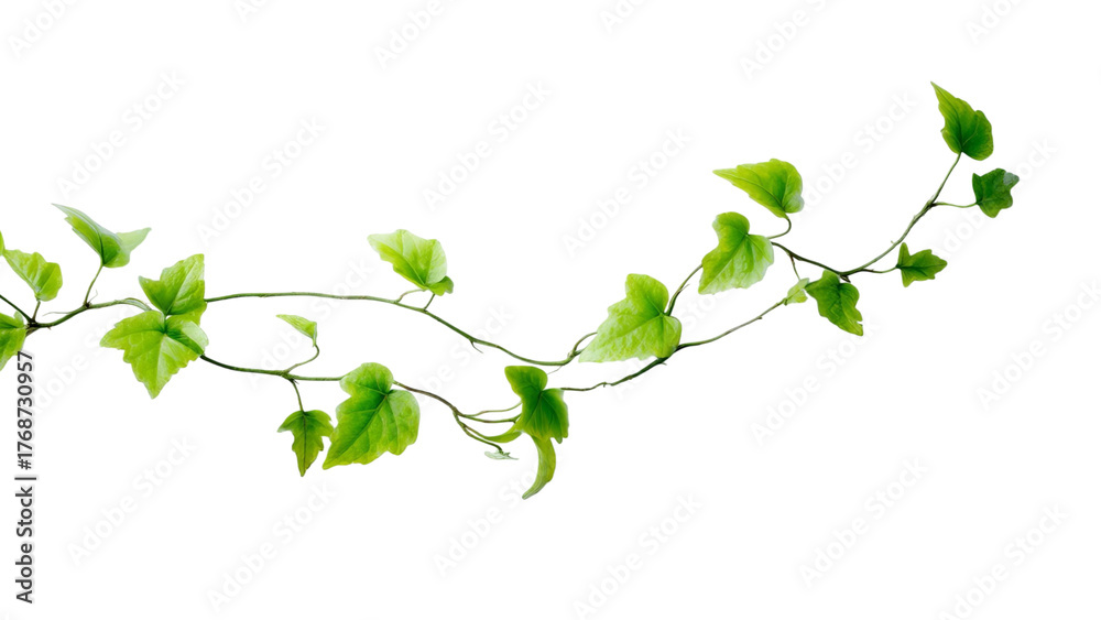 Obraz premium PNG of A vibrant green ivy vine elegantly drapes against a transparent background, showcasing its lush foliage.