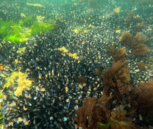 Mytilus edulis, wild common mussels on rocks, undersea in intertidal zone in Brittany, france