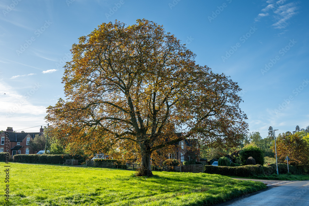 Fototapeta premium sweet chestnut tree