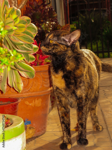 Kitten Exploring a Flower in Golden Light