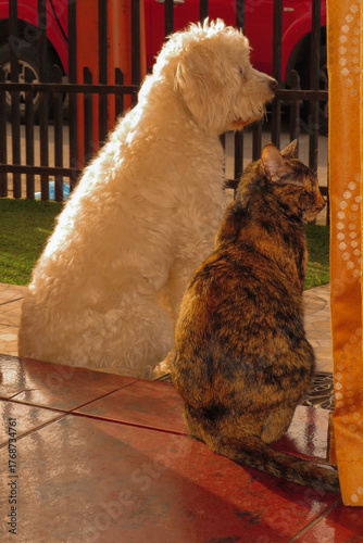 Dog and Cat Enjoying the Sunset Together