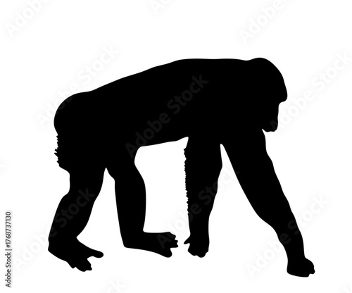 Chimpanzee monkey vector silhouette illustration isolated on white background. Monkey shape shadow symbol. Primate animal.