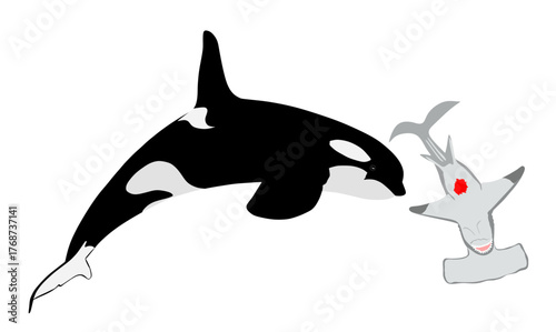 Killer Whale chase hunting injured hammerhead shark jumping out of water vector illustration isolated. Orcinus. Underwater fight sea predators battle. Deadly ocean killer orca strong powerful animal.