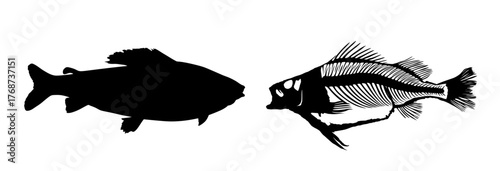 Fish skeleton vector silhouette illustration isolated on background. Dead fish bone symbol. Fish bone fossil. Diet hungry concept. Fish shape body structure. 