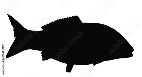 Carp fish vector silhouette illustration isolated on background. Underwater animal shape shadow.