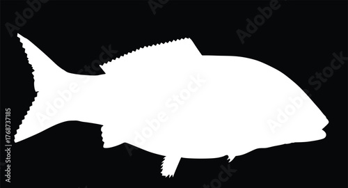 Carp fish vector silhouette illustration isolated on background. Underwater animal shape shadow.