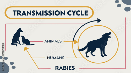 Diagram illustrating rabies transmission cycle between animals and humans, showing direction of infection spread