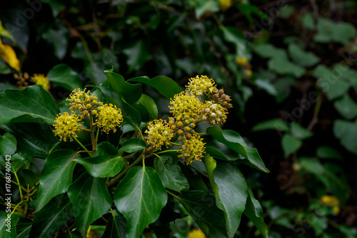 canada goose by the lake