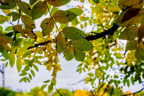 tree leaf and sky