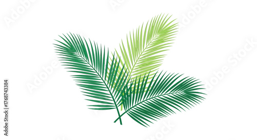 Three green palm fronds are displayed against a white background.
