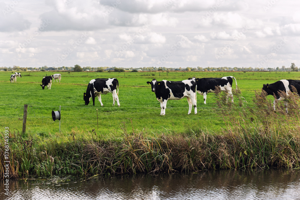 Fototapeta premium Scenic black white Friesian Holstein cows graze green pasture at small canal under cloudy sky at Netherlands. Dutch rural landscape open fields calm atmosphere traditional farming countryside life