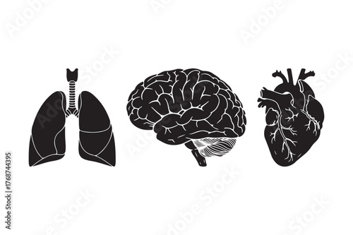 Stylized black silhouettes of human organs brain lungs and heart