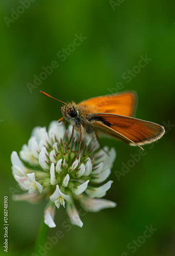 Karłątek leśny - Thymelicus sylvestris	